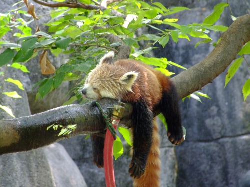 red-panda-chaleur1.jpg