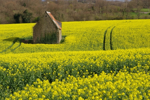 giletsjaunes,michéa,révolte lettre,manifestation,solidarité