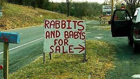 rabbit-and-baby-for-sale.jpg